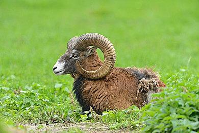 《恶意不息》Steam褒贬不一 优化差、设计有缺陷